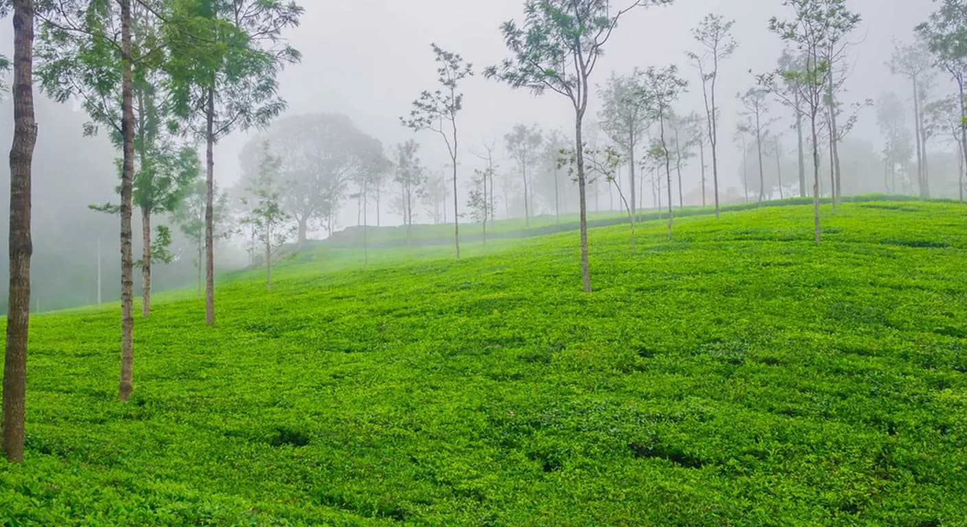 coonoor-tea-palnet