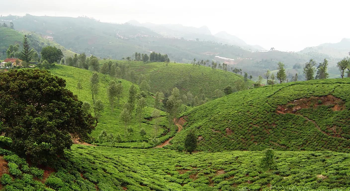 nilgiris