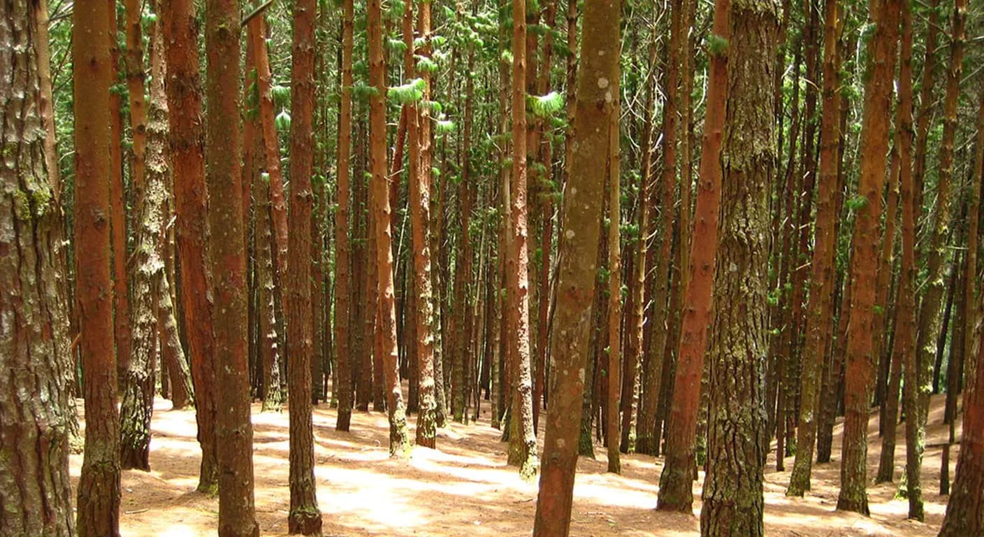 pine-forest-kodaikanal