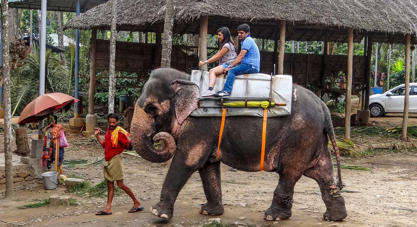thekkady-elephant-ride